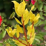 Sicilian SunshineTM Sweet Bay Laurel Herb - Laurus nobilis -4