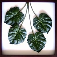 F-style リーフパネル・1040x1040x80mm Monstera deliciosa