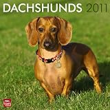 Dachshunds 2011 Square 12X12 Wall Calendar (Multilingual Edition)