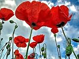 51uBfWwanlL. SL160  500 ORIENTAL RED MIX POPPY Papaver Orientale Flower Seeds