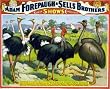 Birds of the World Cicus Poster - Beautiful Photographic Print from the Library of Congress Collection