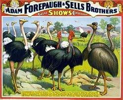 Birds of the World Cicus Poster - Beautiful Photographic Print from the Library of Congress Collection