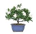 Gardenia Bonsai