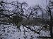 A Birds Nest Sits in a Leaf-Less Apple Tree During Winter Photographic Poster Print, ...