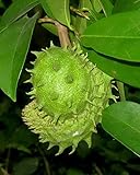 新しい家の庭の植物5種フレッシュトゲバンレイシフルーツ種子