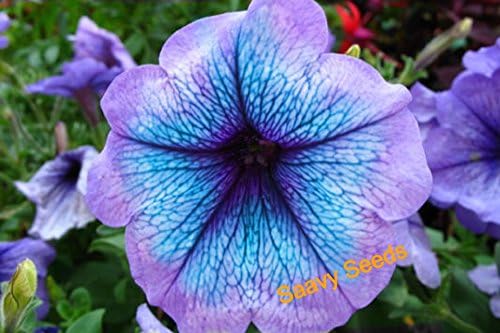 Saavyseeds Permisson Petunia Seeds - 90+ Count