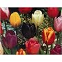 Keyzers Edel-Tulpen - Mix 50 St�ck Zwiebelumfang 11/12+