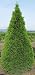 25 THUJA TREE Cedar Thuja Occidentalis Seeds *Comb S/H