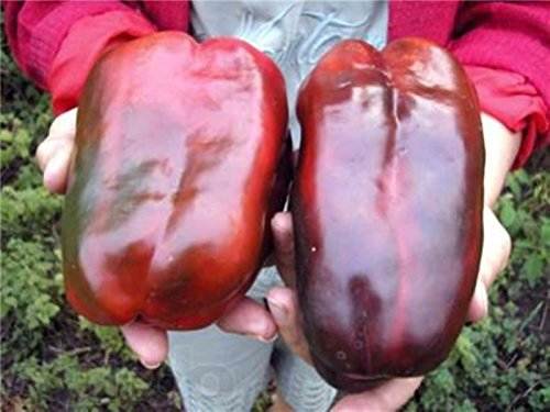 Seeds Sweet Pepper Krasnyy Velikan - Red Giant Organic Russian Heirloom Seed Seeds Sweet Pepper Krasnyy Velikan - Red Giant Organic Russian Heirloom Seed