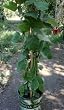 Canby Raspberry Vines Triple Staked Super One Gallon Plants