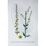 植物学は C1902 雑種の暗く古めかしい Mulleins の花を植えます
