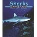 Sharks (Ocean Life)