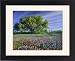 Framed Prints of Live Oak a Texas from Danita Delimont