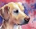 Labrador Retriever Dog Art Print Signed by Artist DJ Rogers