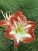 Amaryllis Flowers (Hippeastrum), Minerva Variety Photographic Poster Print by Wally Eberhart, 12x16