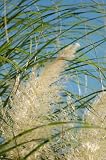 Pampas Grass - 24