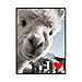 I Love Llama Soft Fleece Blankets and throws 58 X 80 inch (Large) Christmas gift