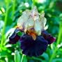 Secret Service Bearded German Iris 1 Rhizome