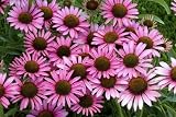 Pixie Coneflower Super One Gallon