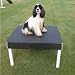 Agility Pause Table/Purple - 30" Long, 30" Wide, Adjustable Height