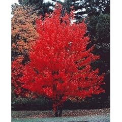 Acer rubrum - kanadischer Rotahorn - 10 Samen