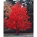 Acer rubrum - kanadischer Rotahorn - 10 Samen