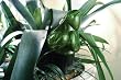 Drip-It Frog Plant Waterer Green