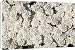 Canvas Prints of PPG-1794 Candytuft, Evergreen Candytuft from Ardea Wildlife Pets