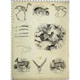 HORNS FALLOW DEER MUSK MEMINNA KANCHIL SKELETON NAPU