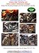 Victory, Star, Yamaha, and Other Custom Motorcycle Designs, Enjoy the Amazing Designs and the Excitement Quality Image