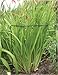 Luster Leaf 1020 Prop Ups, 15-Inch Height