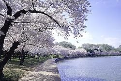 A Cherry Blossom Spectacular Photograph - Beautiful 16"x20" Photographic Print by Carol M. Highsmith