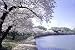 A Cherry Blossom Spectacular Photograph - Beautiful 16"x20" Photographic Print by Carol M. Highsmith