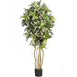 5 &acute; Croton Silk Tree - B0026PY666