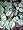 Hardy Pink Silver Leaf Coum Cyclamen - 15 Seeds