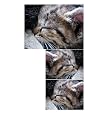 Siwo - Design Katzen Fliesen Dekoration (355)