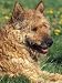Belgian Malinois Photographic Poster Print by Adriano Bacchella, 12x16