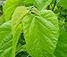 White Mulberry tea. White Mulberry tea bags. Sugar blocker,controller White Mulberry Alba Morus. Try White Mulberry tea Benefits. 30 White Mulberry Leaf tea bags from Healthfuze.