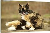 Box Canvas Print of Cat - cleaning from Ardea