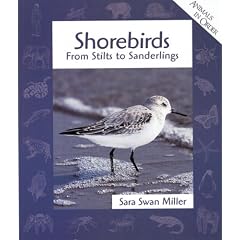 Shorebirds: From Stilts to Sanderlings