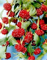 Organic Strawberry Spinach 100 Seeds -Fruit/Veggie