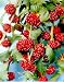 Organic Strawberry Spinach 100 Seeds -Fruit/Veggie