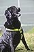 Reflective Adjustable Dog H Harness for Large Dogs; matching collar and leash available, Yellow