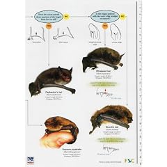 A Guide to British Bats