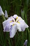 花菖蒲「夏姿」