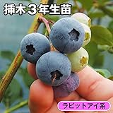 国華園　果樹苗　ラビットアイ系ブルーベリー　ボニータ　挿木3年生苗　1株