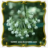 Poke Milkweed (Asclepias exaltata) Jumbo Wildflower Seed Packet - 15 Seeds