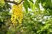 Golden Shower Tree in Early Summer - 36