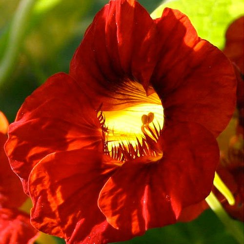 110 Seeds, Nasturtium 