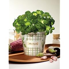 Kr�utertopf 'Cottage Herbs', 14 cm